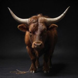 Exploring the Concept of ox string